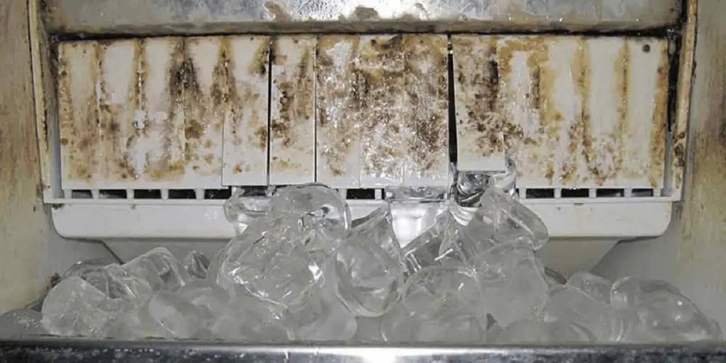 is mold in ice machine dangerous