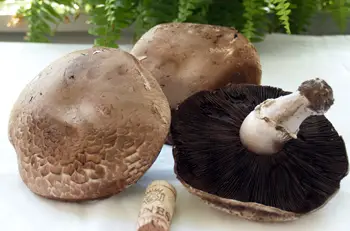 can you freeze cooked portobello mushrooms