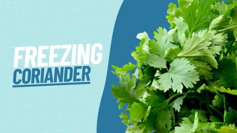 How to freeze coriander?
