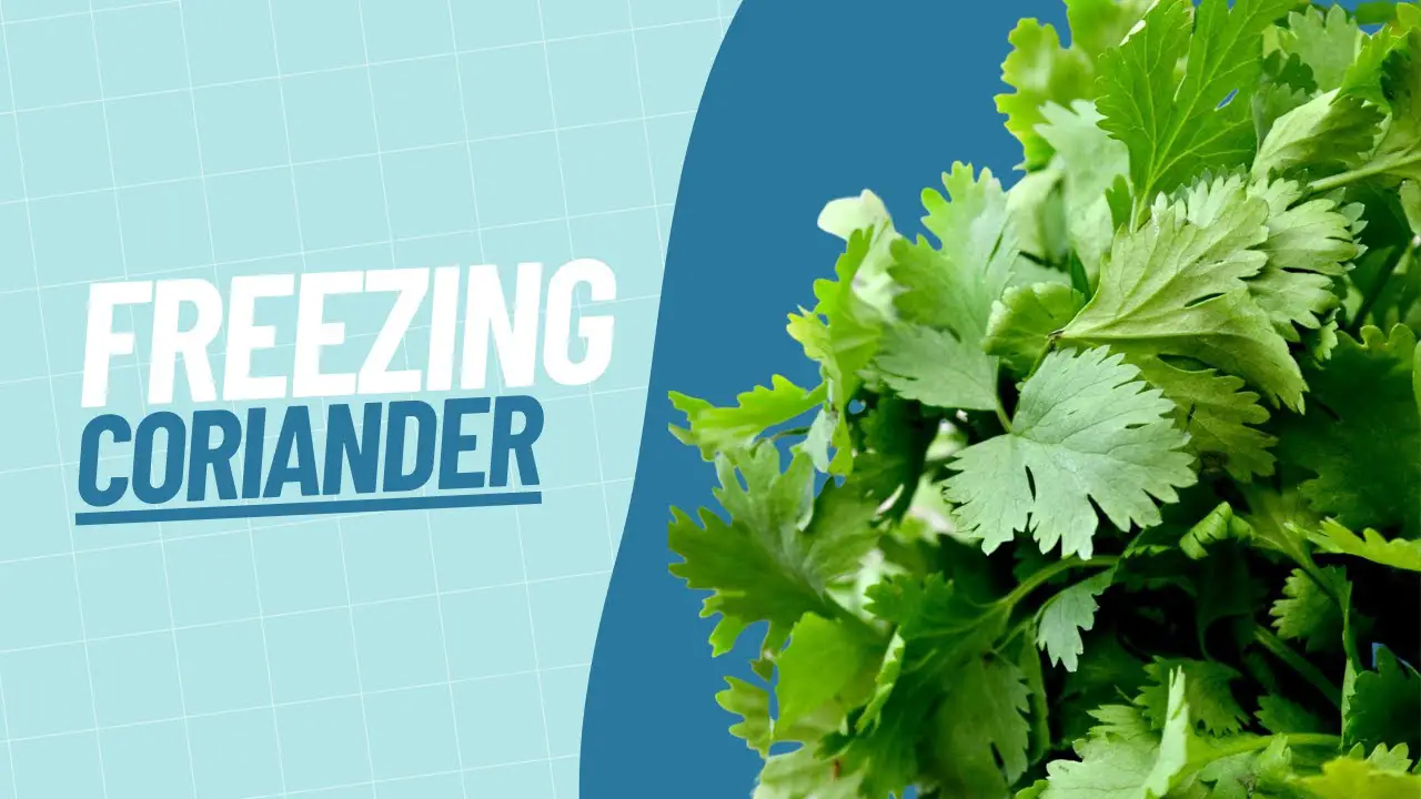 How to freeze coriander?